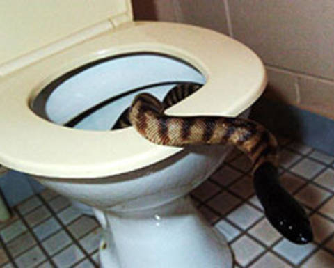 File:Snake in toilet.jpeg