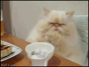 File:Cat confused.gif