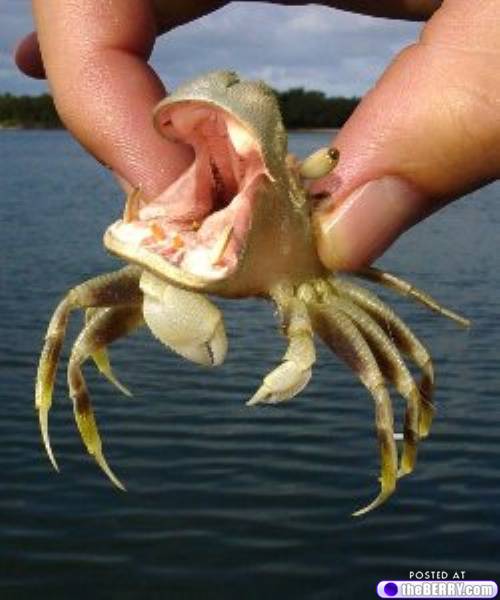 File:Hippo crab.jpg