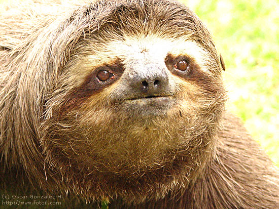 File:Sloth.jpg