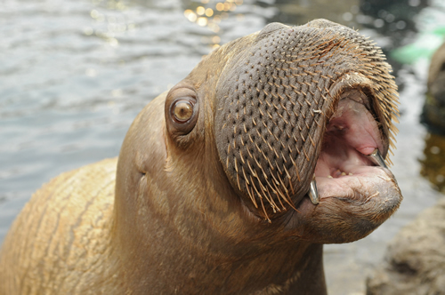 He keeps saying that the walrus is Paul, but I think his name is really "Billy Shears".