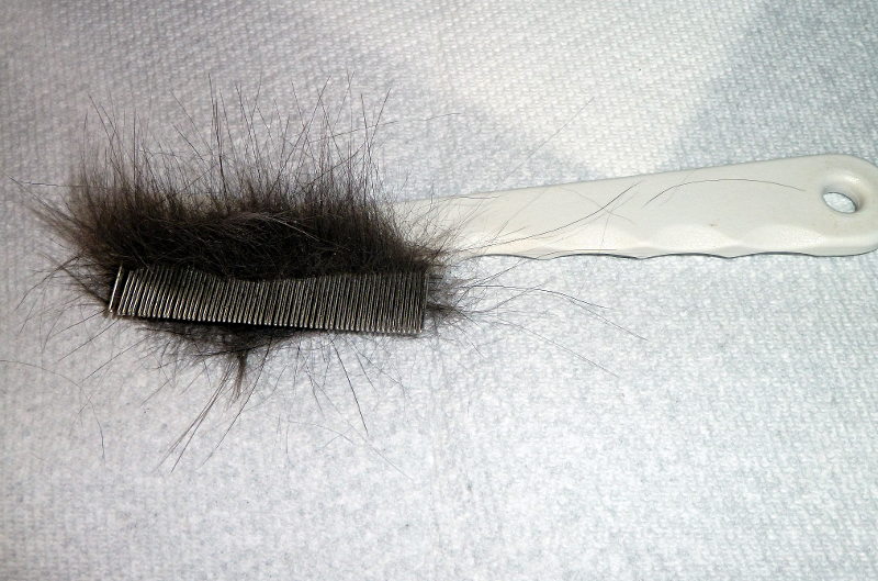 File:Cat-comb-with-hair.jpg