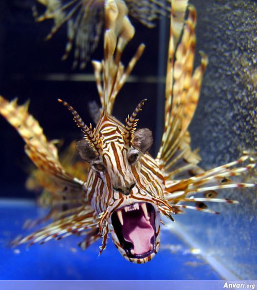 File:Cat-lionfish.jpg