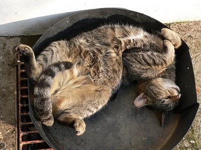 File:Cat in the pan.jpg