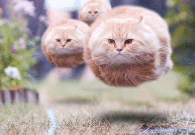File:Cats cats cats.gif