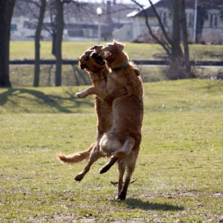 File:Dog dance.jpg