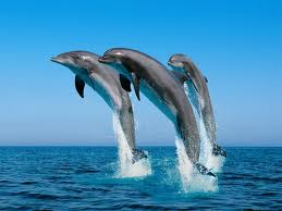 File:3dolphins.jpg
