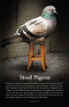 Stool-pigeon1.jpg