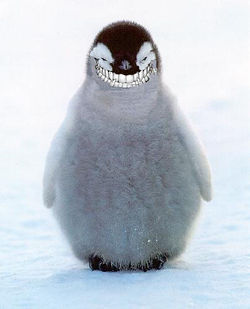 Evil Penguin Chick