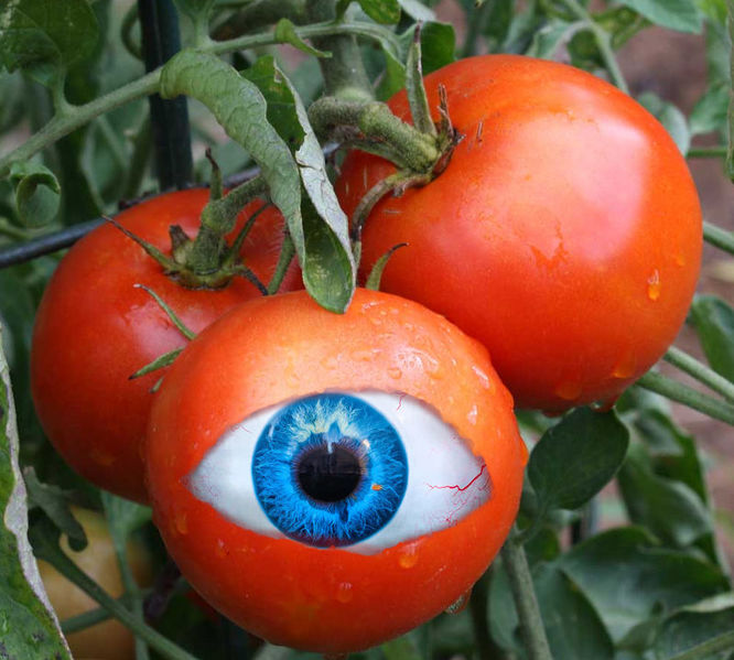 File:Tomato-watching-1.jpg