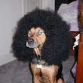 Snoop-dog-pet-products-717770.jpg