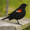 Redwingedblackbird.png