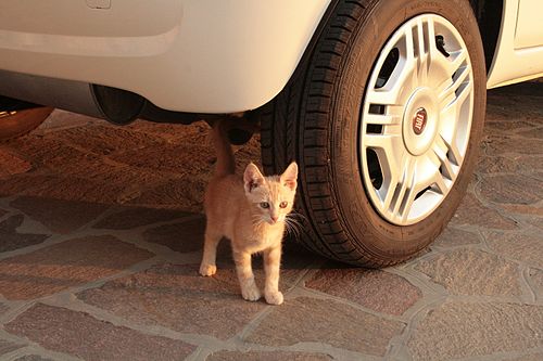 " 12 - ITALY - Cat ( Kitten ) in Italy whit Fiat automobiles.JPG