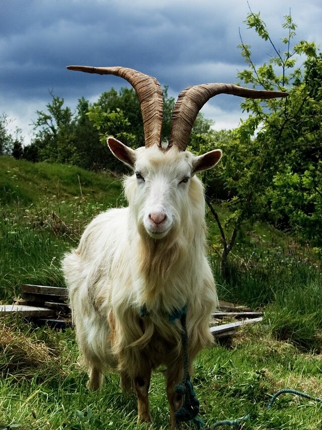 Goatse » Illogicopedia - The nonsensical encyclopedia anyone can mess up