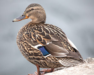 Female Mallard IMG 1434.jpg