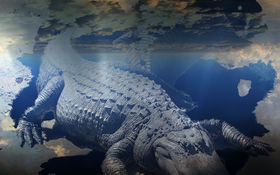 Crocodilecloud.jpg