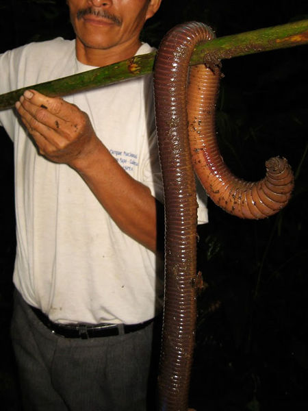 File:Giant-worm-1.jpg