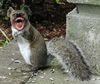 Squirrel anger.jpg