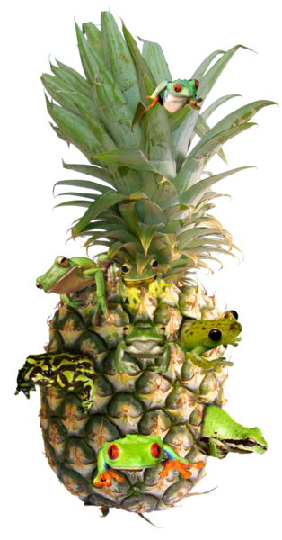 File:Frog-infested-pineapple-1.png