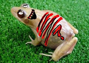 Frog » Illogicopedia - The nonsensical encyclopedia anyone can mess up