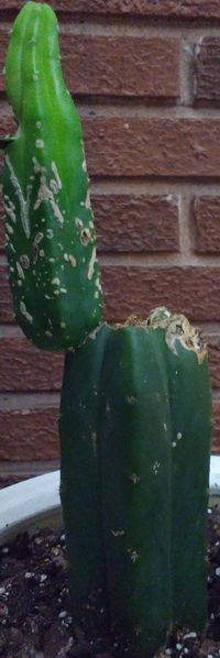 File:Cg098's cactus.jpg