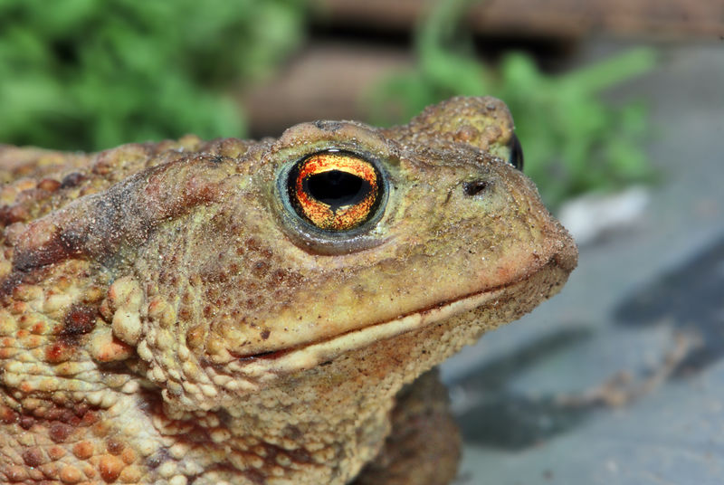 File:Common toad.jpg