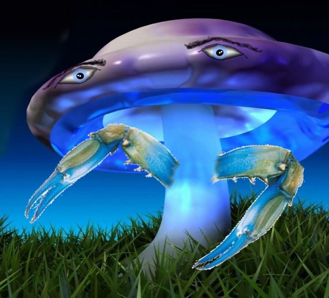 File:Mushroom-crab-1.jpeg