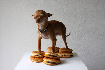 Dog with burgers.jpg