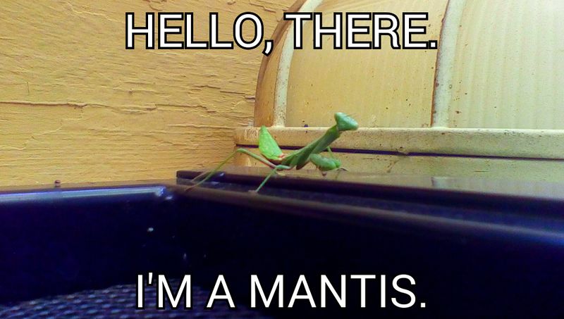 File:Creepy Mantis.jpg