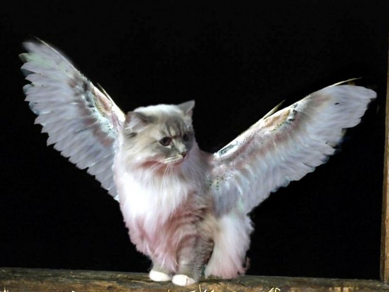 File:Cat-winged-1.jpg