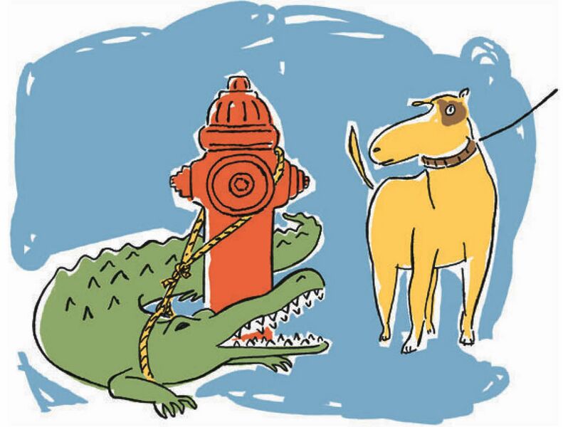 File:Alligator tied to a fire hydrant.jpeg