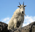 Goat2.jpg