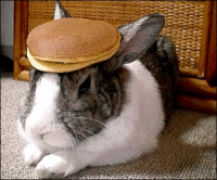 Rabbit with pancake on head.gif