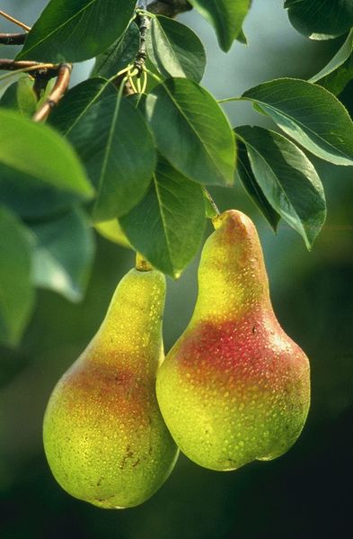 File:Pears.jpg