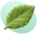 P Leaf Green.png