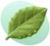 P Leaf Green.png