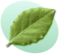 P Leaf Green.png