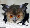 Bat-fly hybrid.jpg