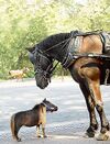 Scott (left) next to a full-sized horse