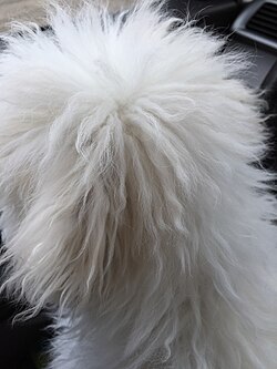 Bichon Frisé puppy head.jpg