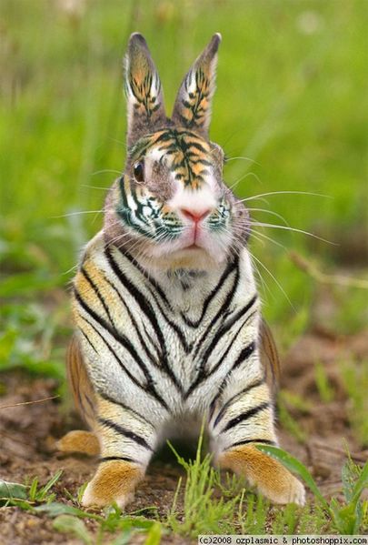 File:Normal tigrabbit.jpg