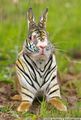 Normal tigrabbit.jpg