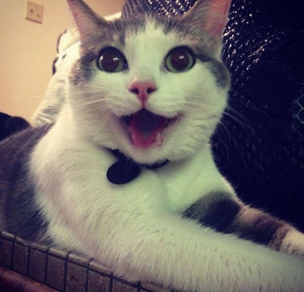 File:Very happy cat.jpg