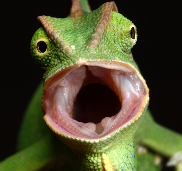 File:Male Veiled Chameleon yemen by macrojunkie (2).jpg