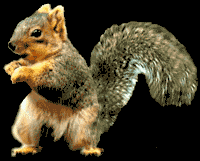 Archivo:Squirrel dance.gif