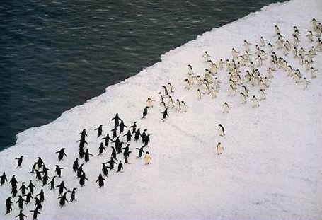 Archivo:300 pinguinos.JPG