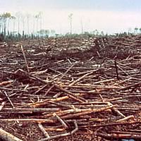 Archivo:Deforestacion.jpg