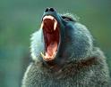 Abrir la boca es el reclamo para penes del babuino.