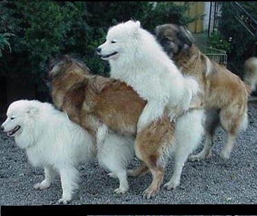Archivo:Cuarteto de perros cachondos nivel infinito.jpg