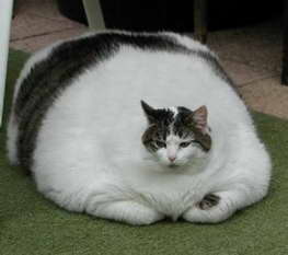 Archivo:Gato-gordo.jpg